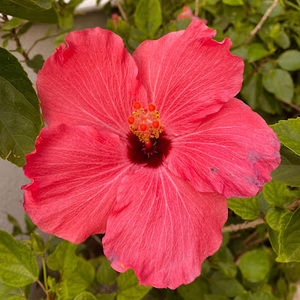 Meet your Posher, Mckenna